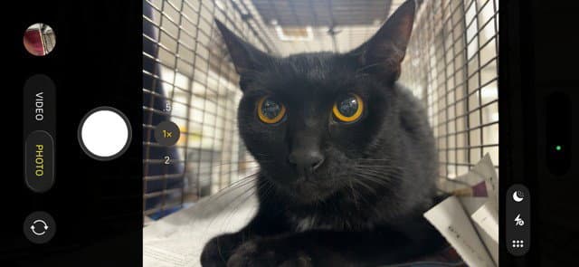 Chica - Domestic Short Hair