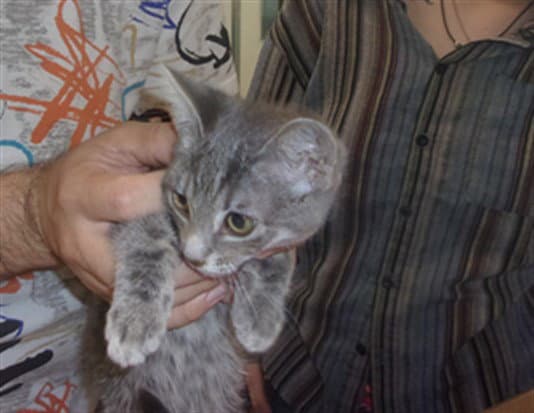 Unknown - Domestic Short Hair