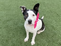 Bella image 1