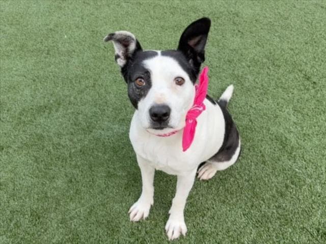 Bella - Pit Bull Terrier