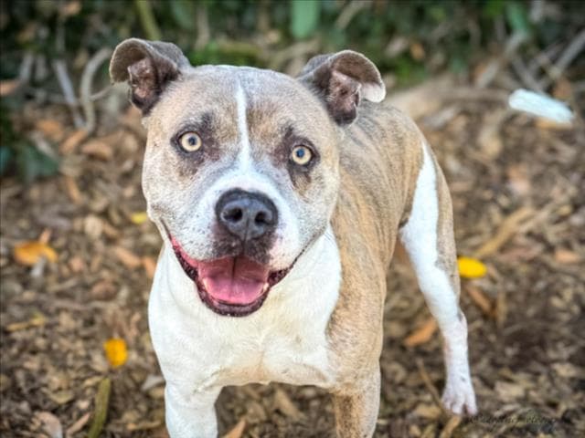 Homer - Pit Bull Terrier