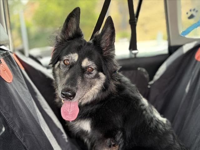 Sweetie - Siberian Husky