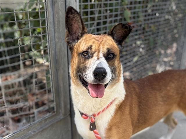 Buster - Basenji