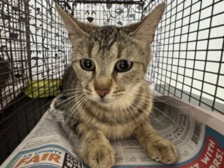 Chia - Domestic Short Hair