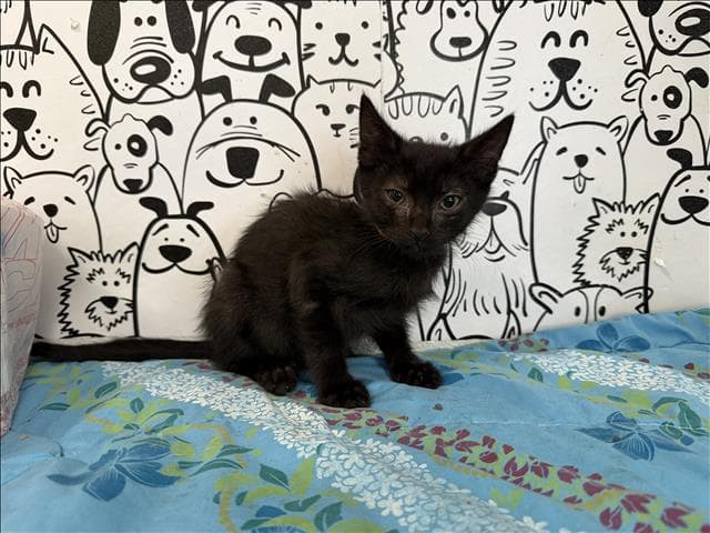 Unknown - Domestic Short Hair