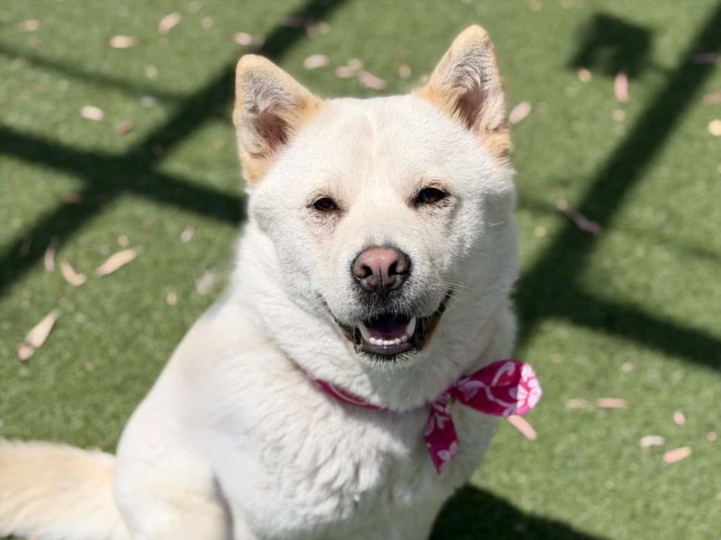 Sally - American Eskimo Dog