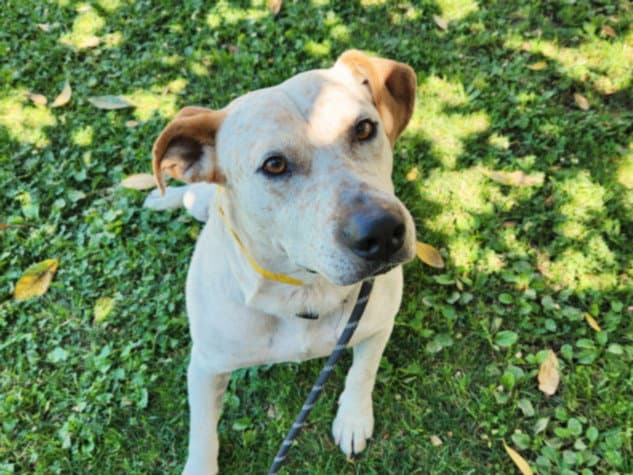Buster Perez - Australian Cattle Dog/Blue Heeler