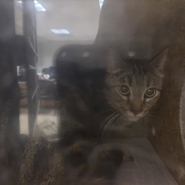 Sweetie Pie - Domestic Short Hair