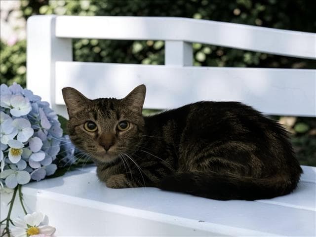 Sweetie Pie - Domestic Short Hair