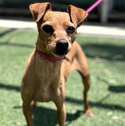 Bella - Chihuahua