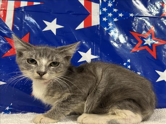 Unknown - Domestic Short Hair