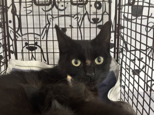 Unknown - Domestic Short Hair