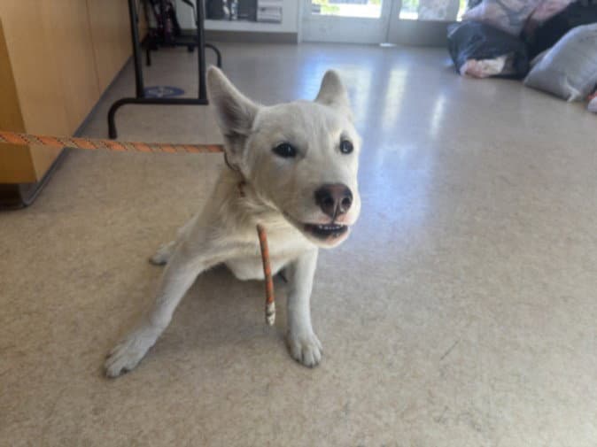 Bolt - Siberian Husky