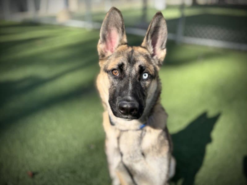 Colton - German Shepherd Dog