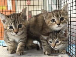 Unknown image 1