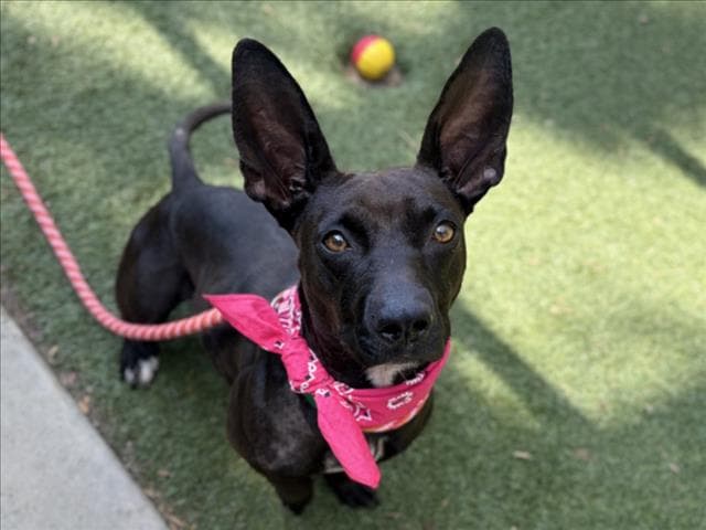 Unknown - Dachshund