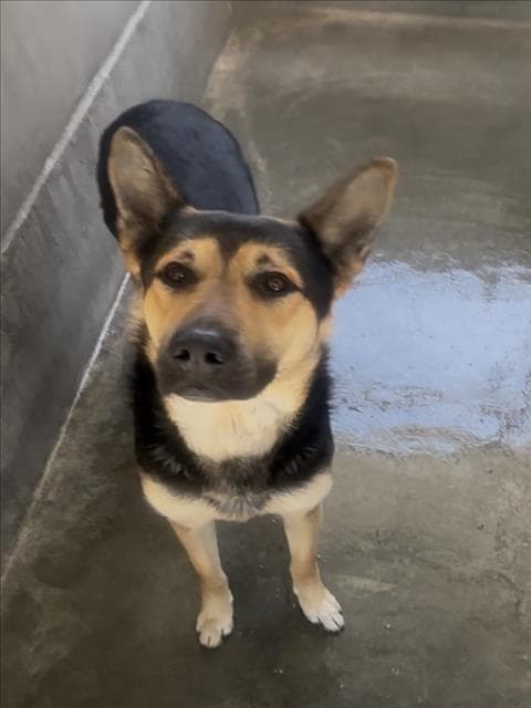 Prince - German Shepherd Dog