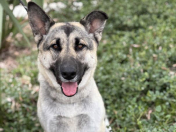 Athena - German Shepherd Dog