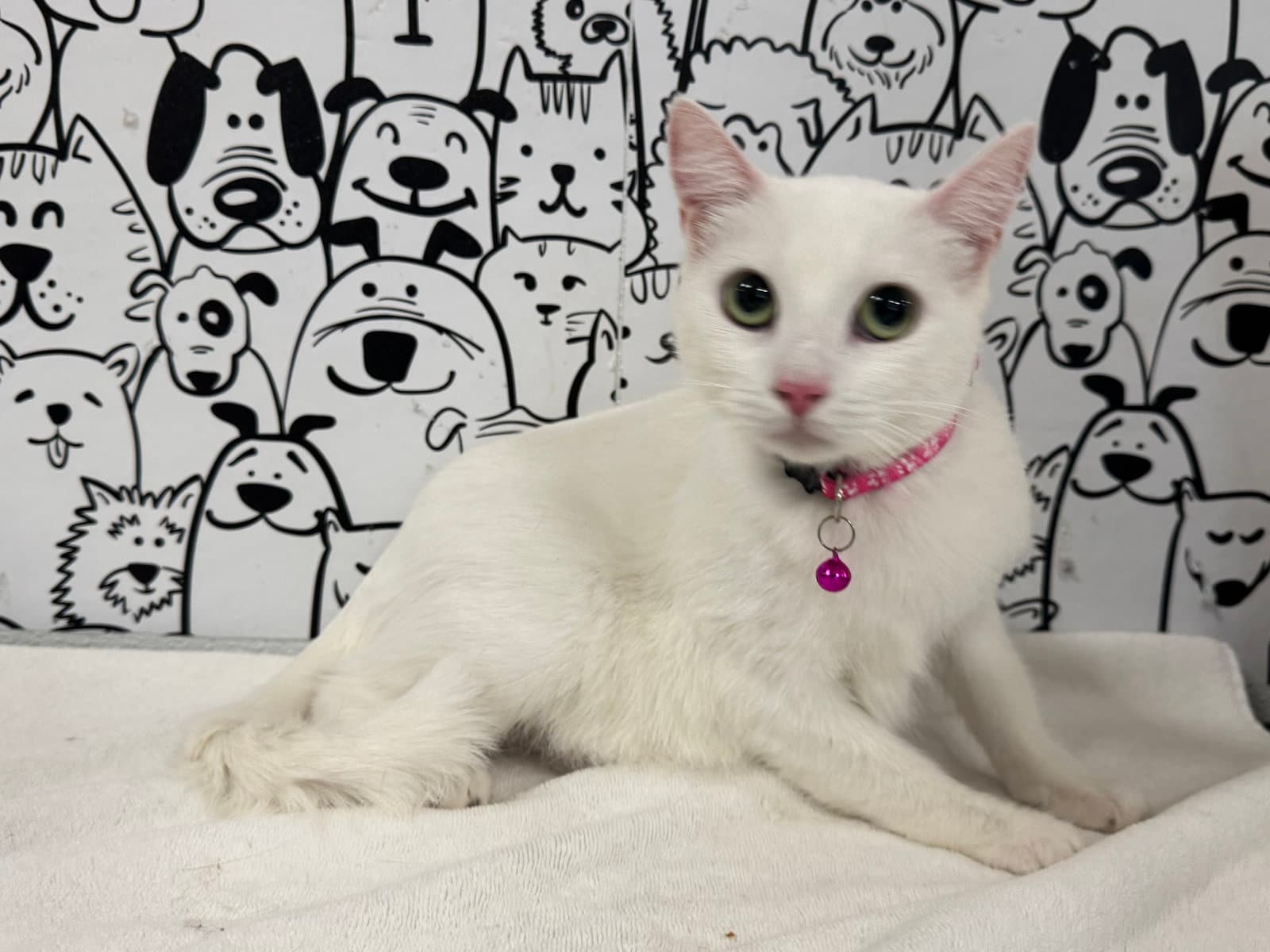 Angela - Domestic Short Hair
