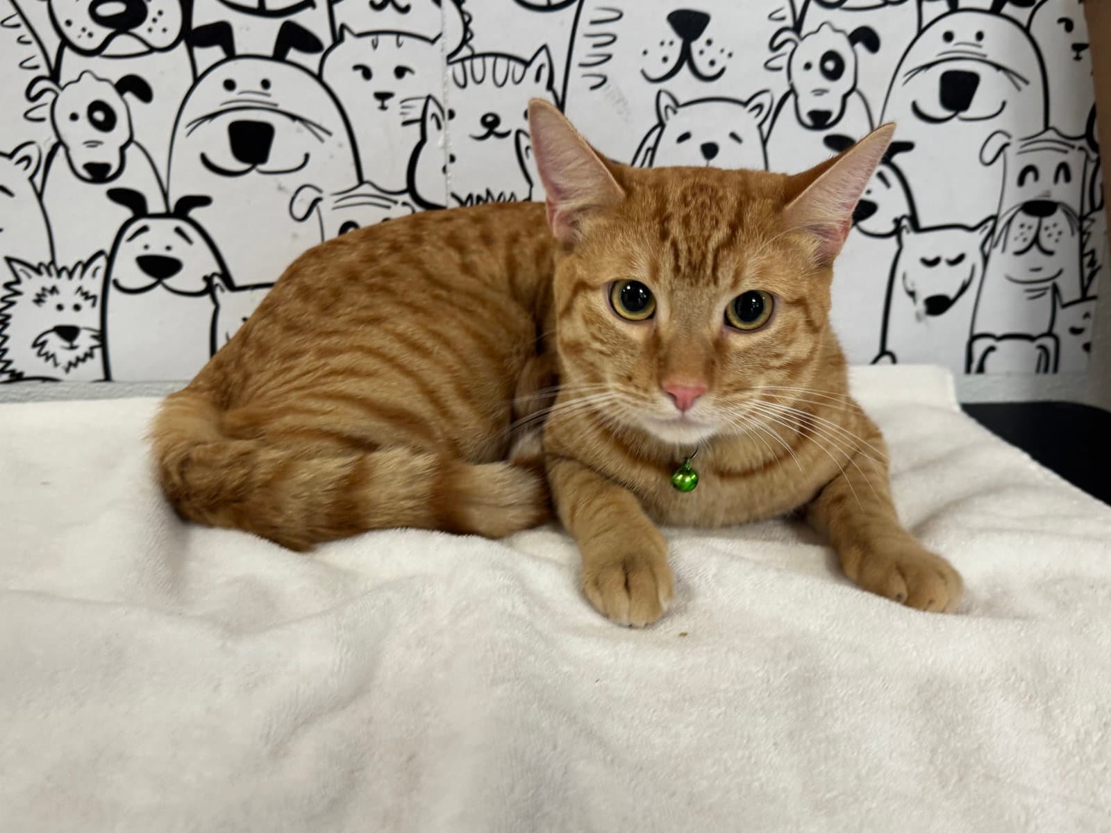 Ginger - Domestic Short Hair