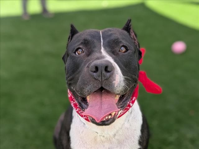 Happy - Pit Bull Terrier