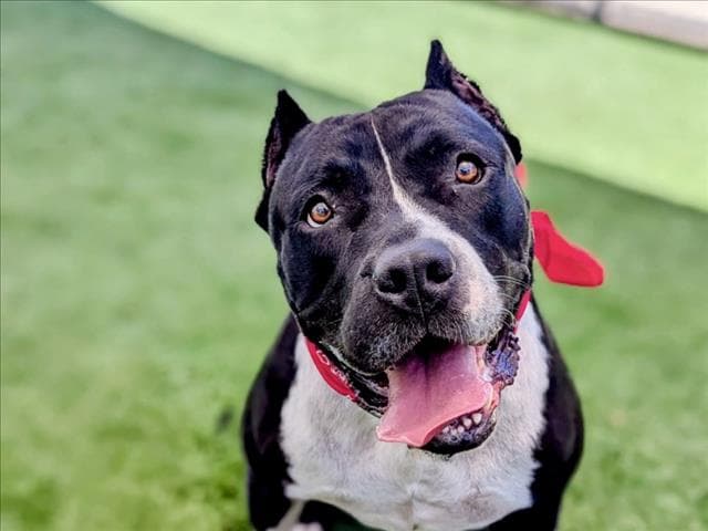 Happy - Pit Bull Terrier