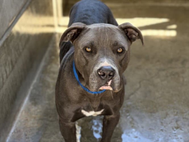 Chapo - American Pit Bull Terrier