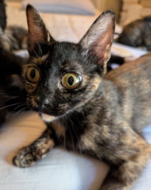 Toffee - Domestic Short Hair