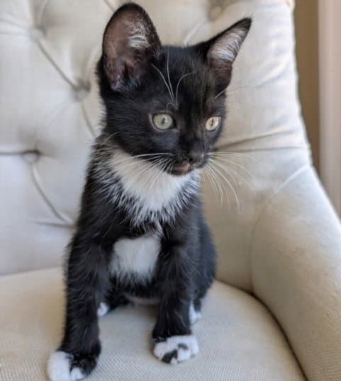 Pez - Domestic Short Hair