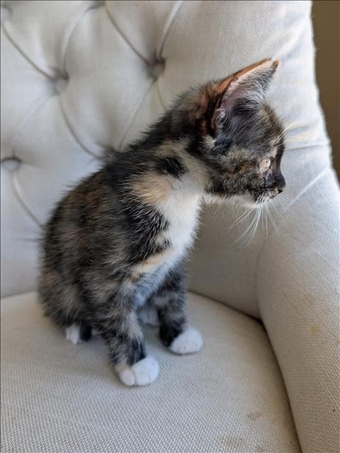 Twix - Domestic Short Hair