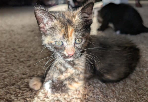 Reese - Domestic Short Hair