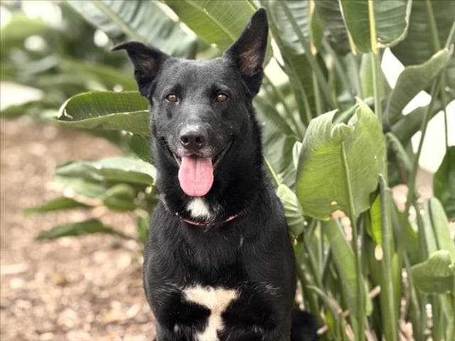 Pepper - Labrador Retriever
