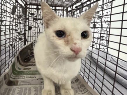 Pearl - Domestic Short Hair