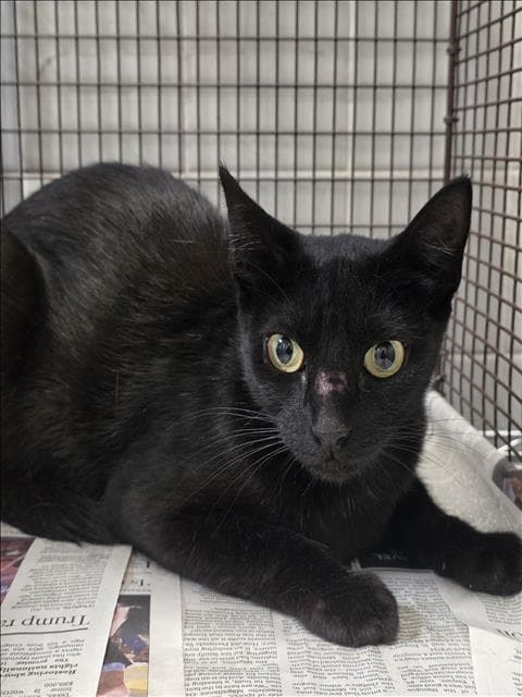 Unknown - Domestic Short Hair