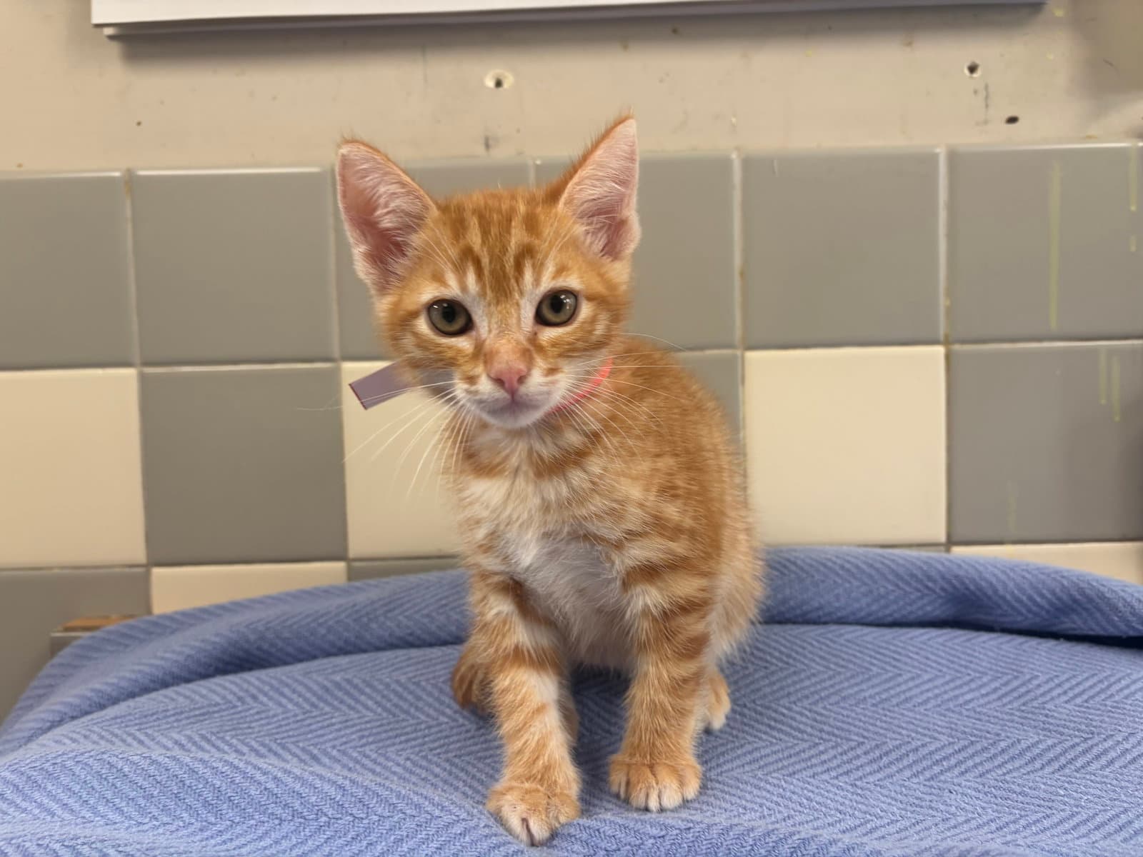 Bassey - Domestic Short Hair