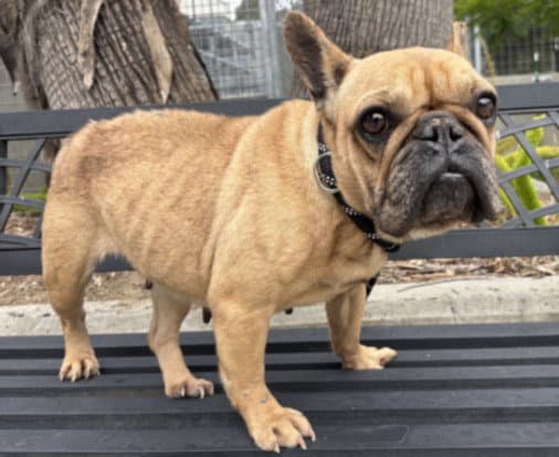 Bonnie - French Bulldog