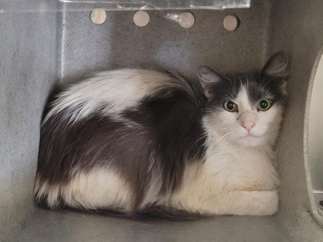 Unknown - Domestic Short Hair
