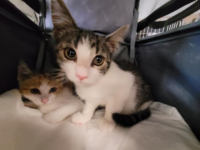Unknown - Domestic Short Hair