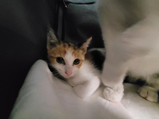 Unknown - Domestic Short Hair