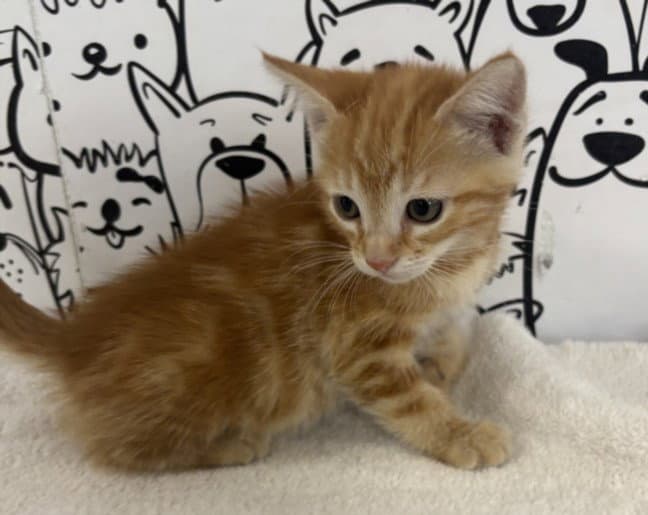 Francie - Domestic Short Hair