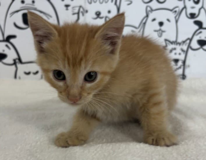 Juliette - Domestic Short Hair