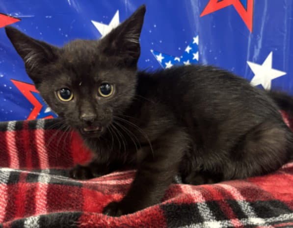 Unknown - Domestic Short Hair