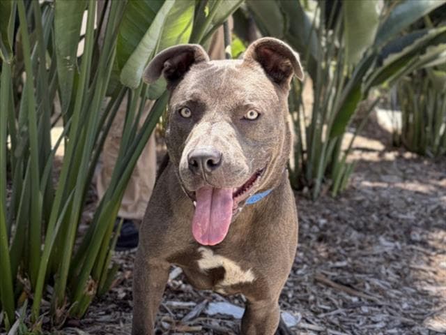 Goofy - Pit Bull Terrier