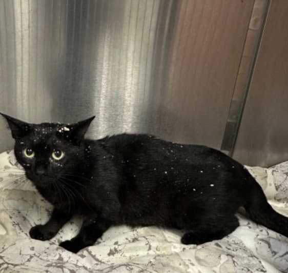 Unknown - Domestic Short Hair