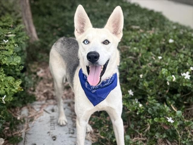Blue - German Shepherd Dog