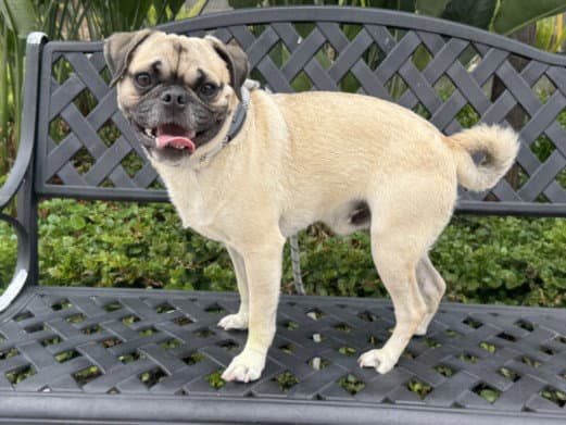 Frank - Pug