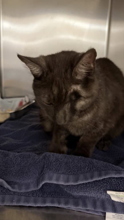 Astro - Domestic Short Hair