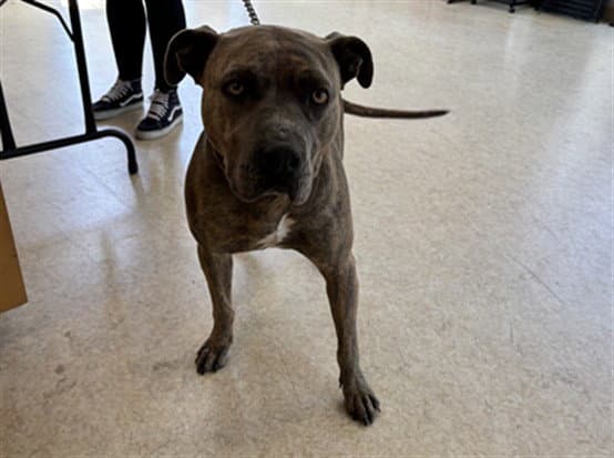 Mabel - Pit Bull Terrier