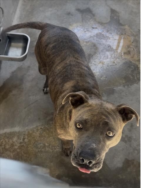 Mabel - Pit Bull Terrier