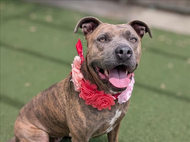 Mabel - Pit Bull Terrier